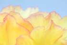USA, Washington State, Seabeck. Tree peony blossom close-up. Art Print